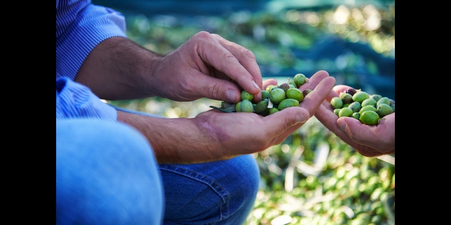 OLEIFICIO TORCHIA, ECCELLENZA CALABRESE NEL CAMPO DELL'OLIO EVO